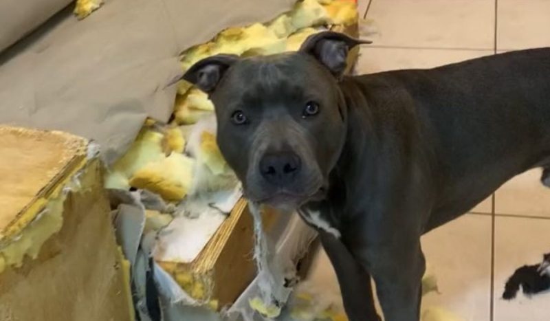 Pitbull destrói sofá em SC e tutora 'zen' impressiona web