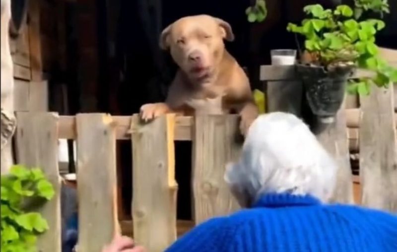 Pitbull tem reação impagável ao ver vovó chegando em casa