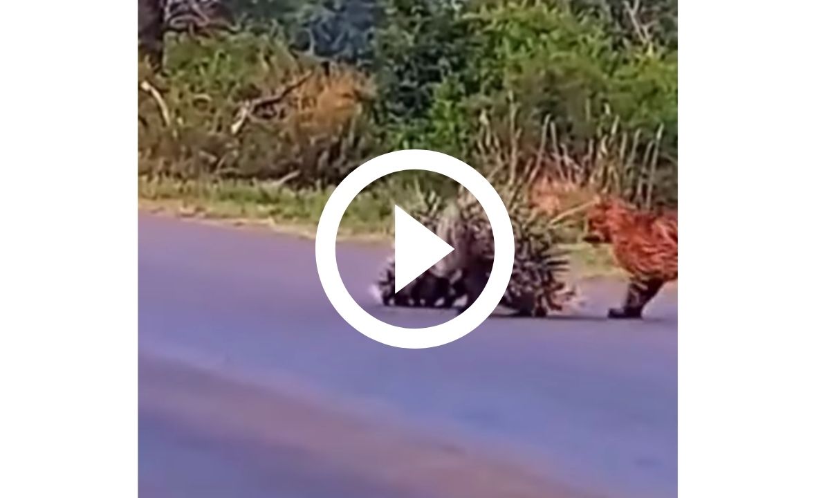 vÍdeo porco espinho 2 x 0 onça em disputa que valia o almoço