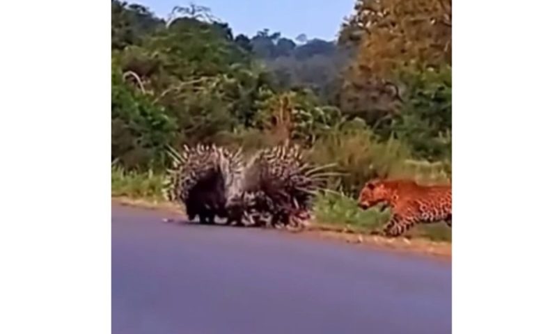 A porcupine protects a hungry baby jaguar