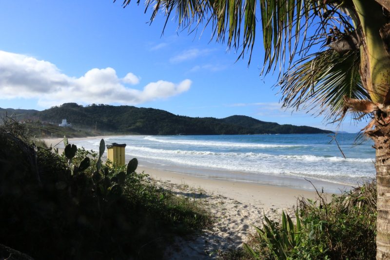 Foto de Praia Grande, em Governador Celso Ramos. A foto foi registrada atrás de uma faixa de vegetação, que aparece na parte inferior da imagem. No canto direito, aparece uma parte de um coqueiro. Ao fundo, a areia, o mar e morros verdes. 