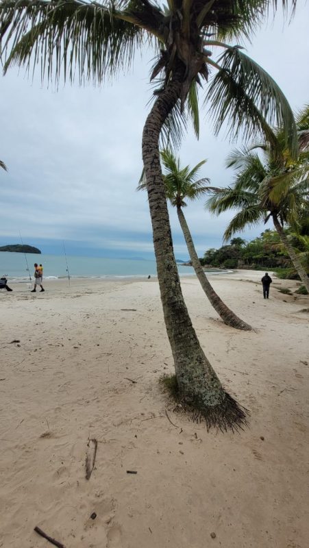 Foto de Coqueiros em praia de Canajurê