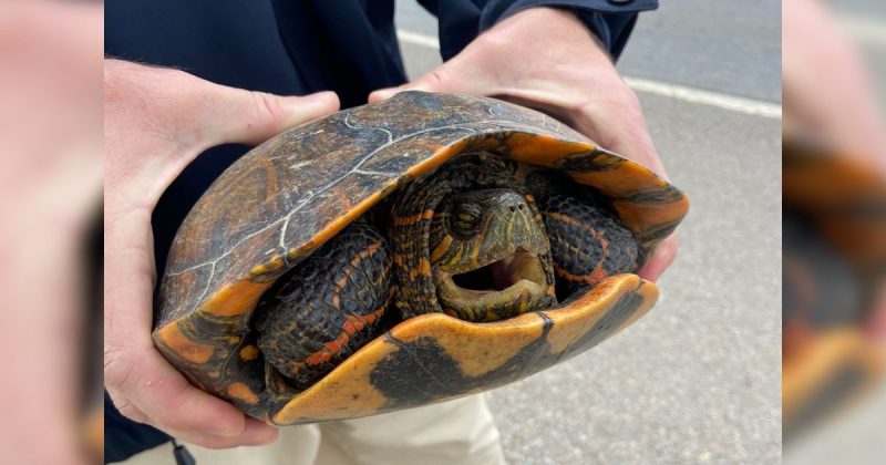 Tartaruga estava perdida 
