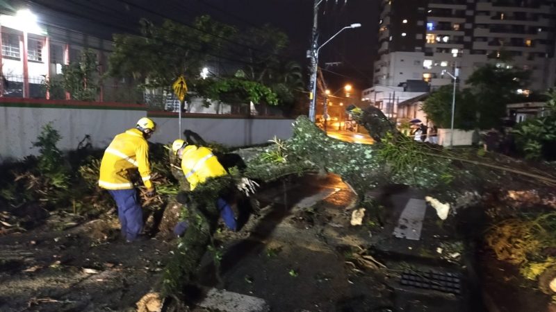 Equipe do CBMSC removeu &aacute;rvore ca&iacute;da de trecho interditado – Foto: CBMSC/Divulga&ccedil;&atilde;o/ND