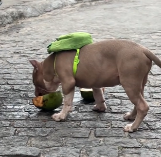 O flagrante do Pit Bull bebendo água de coco surpreendeu os internautas 