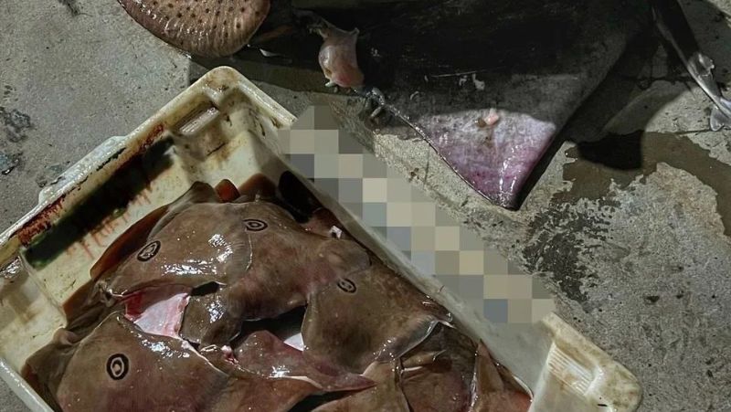 Raias foram encontradas em barco de pesca 