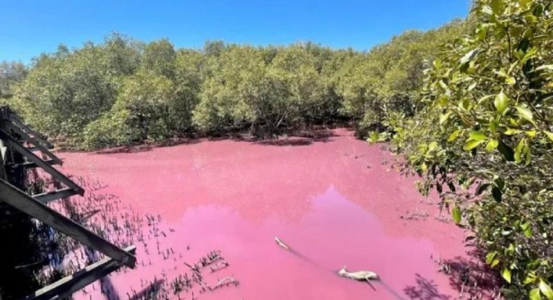 Lago na Austrália ficou rosa brilhante sem qualquer explicação
