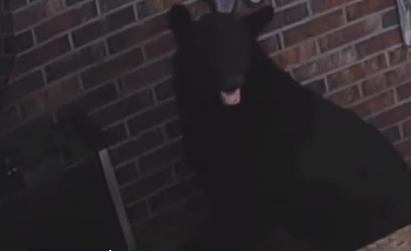 Urso invadiu a casa na Flórida e abriu a geladeira com a boca