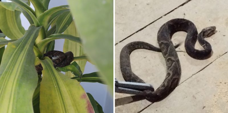 Corpo de Bombeiros resgata serpente mais venenosa no Brasil