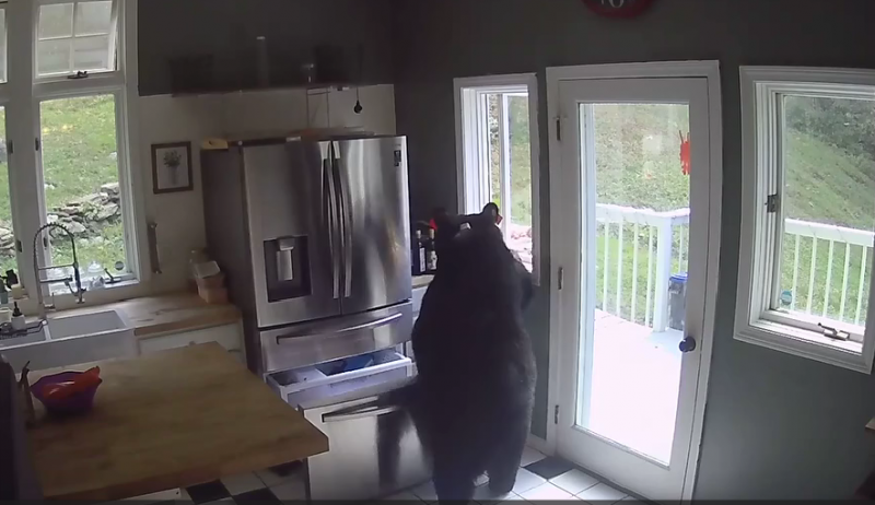 A hungry bear broke into the house through a window and attacked the refrigerator