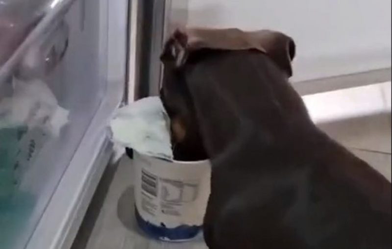 salsicha arteiro consegue abrir geladeira e é flagrado lanchando sorvete