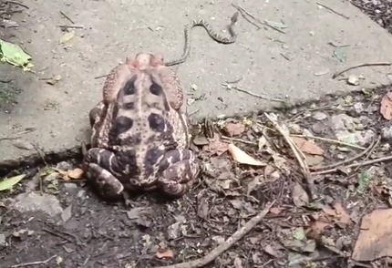 Sapo e jararaca em cena inusitada