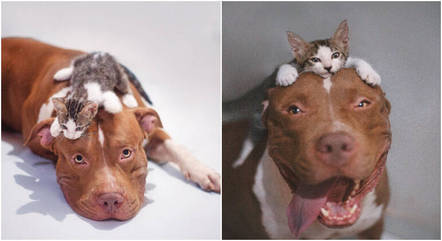 Pit Monster e gatinha