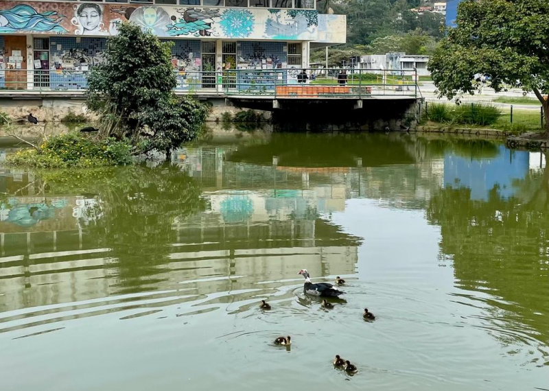 Patinho foram visto no inicio de outubro – Foto: UFSC/Reprodu&ccedil;&atilde;o/ND