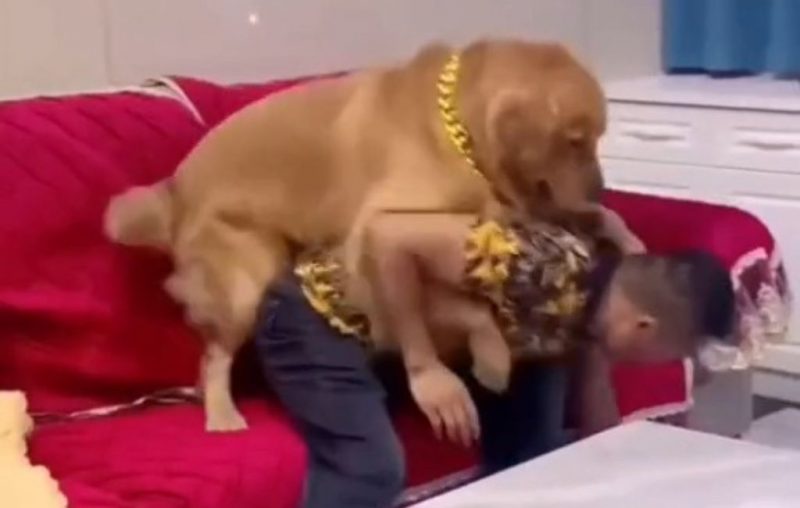 golden se vinga de tutor após ter pote de ração derrubado