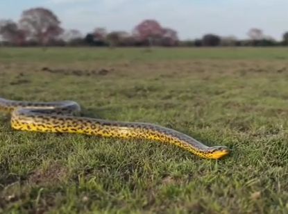 Anaconda crawls through vegetation in search of food