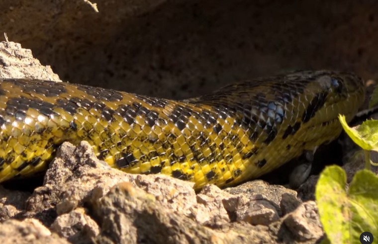 An anaconda was spotted in the Pantanal and surprised by showing a tick in its jaw.