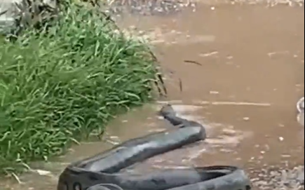 Sucuri aparece após temporal