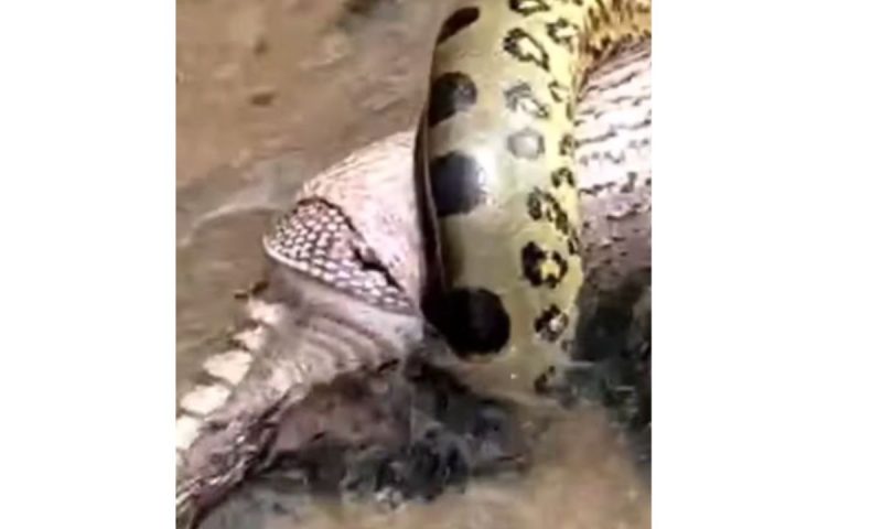 Cobra conseguiu pegar uma presa arisca e dif&iacute;cil de comer – Foto: Reprodu&ccedil;&atilde;o