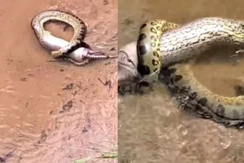 Anaconda swallowed armadillo