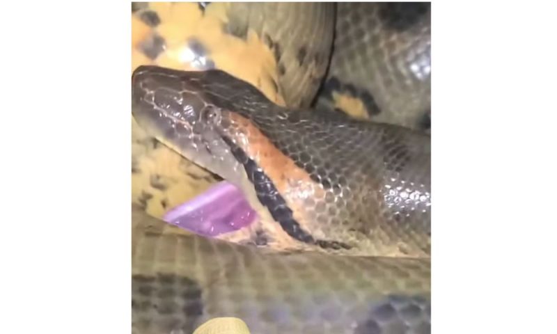 In the video, the snake makes a frightening noise, but the Pantanal explains - Photo: Reproduction