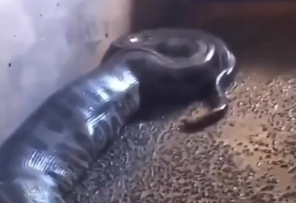 Sucuri invade chiqueiro e causa prejuízo para criador de porcos