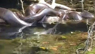 O vídeo foi publicado nas redes sociais e chamou atenção pelo momento protagonizado pelas sucuris colossais