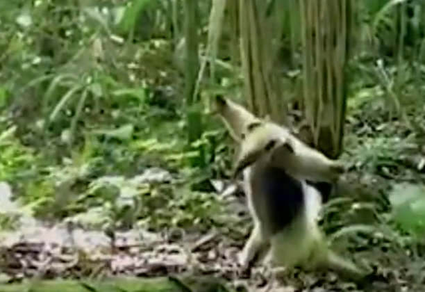 Tamanduá em modo de ataque para se defender de gavião