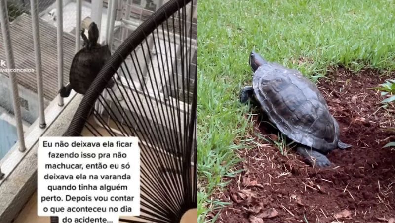 Tartaruga Stefani escala rede de proteção na esquerda, e coloca ovos em jardim na direita