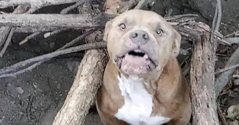 Pitbull estava escondido