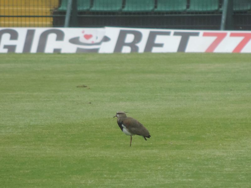 Quero-queros do Scarpelli tamb&eacute;m marcaram presen&ccedil;a durante o treino – Foto: Bruno Gallas/ND