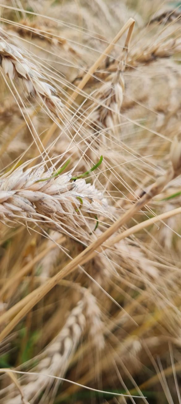 Plantação de trigo em Ituporanga - Reprodução/ND