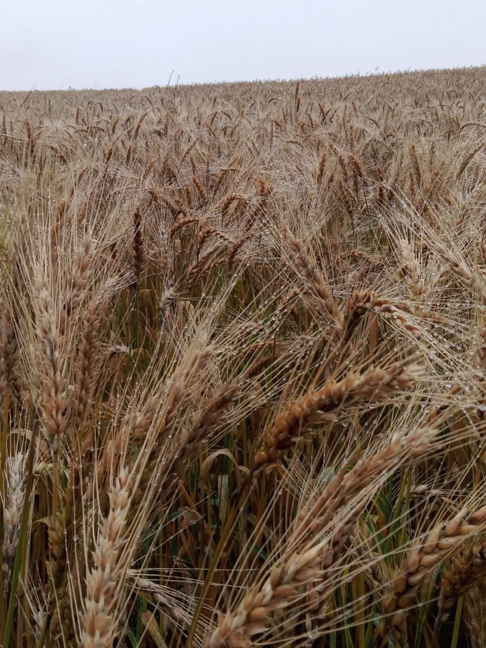 Plantação de trigo em Petrolândia - Reprodução/ND