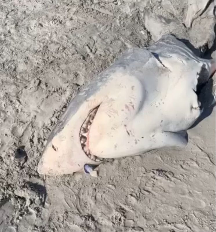Tubar&atilde;o foi encontrado na praia – Foto: Reprodu&ccedil;&atilde;o/Portlandbaittackle