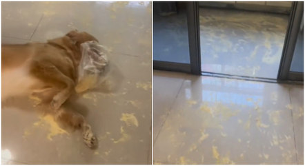 O flagrante do cachorro e filhote da raça golden retriever já acumula 1,2 milhão de visualizações no TikTok