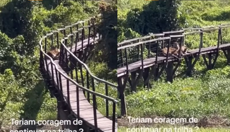 Onças são flagradas em ponte e trilha é cancelada