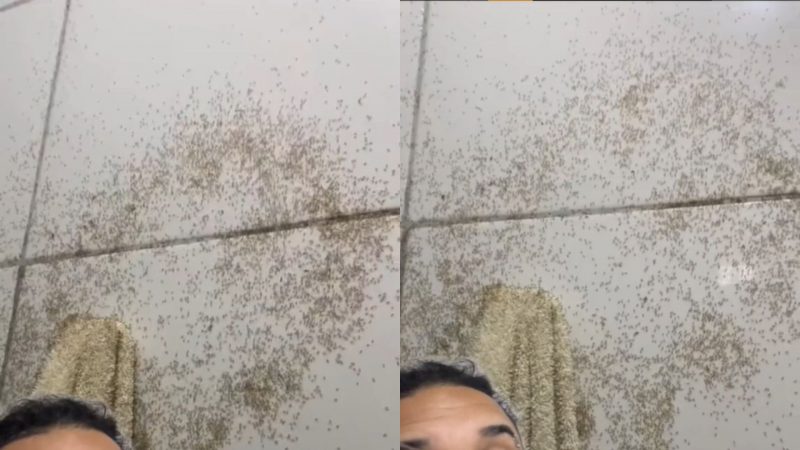 Infestação de centenas de formigas em tolaha deixa internautas chocados na web