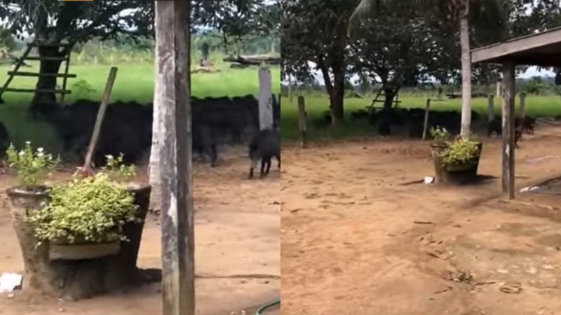 Queixadas invadem fazenda e matam galinha sem só