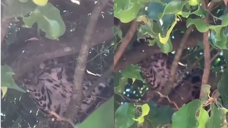 Jaguatirica é confundida com onça e causa medo no Acre