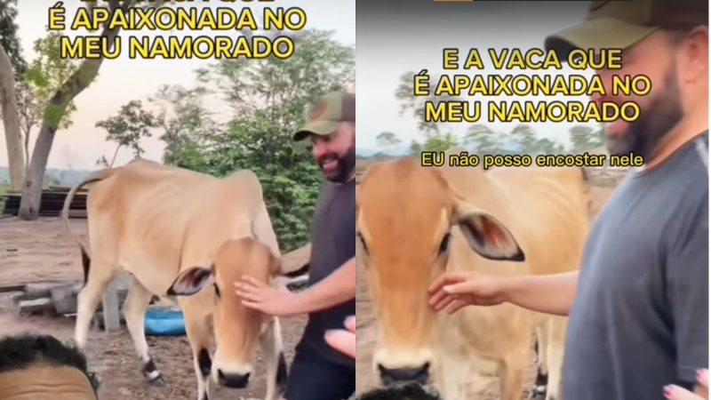 Vaca se apaixona por homem e 'relacionamento complicado' viraliza na web