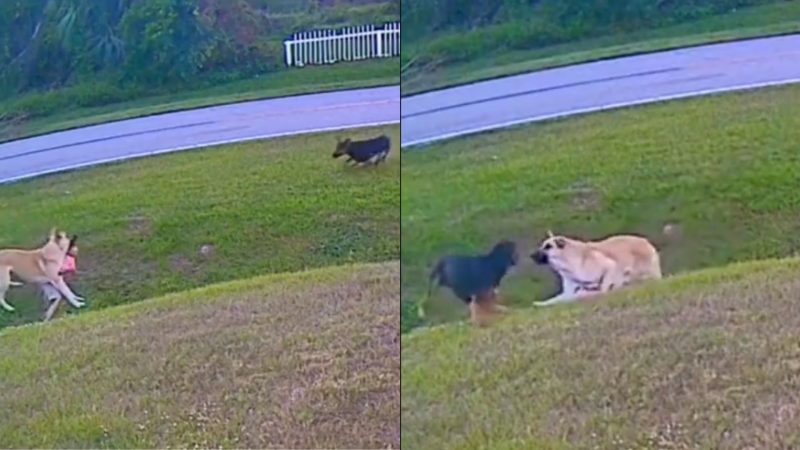 Pastor alemão salva criança de ataque de cão raivoso