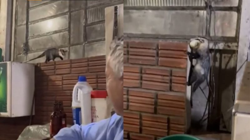 Gambá "dos bar" rouba cena e garante janta