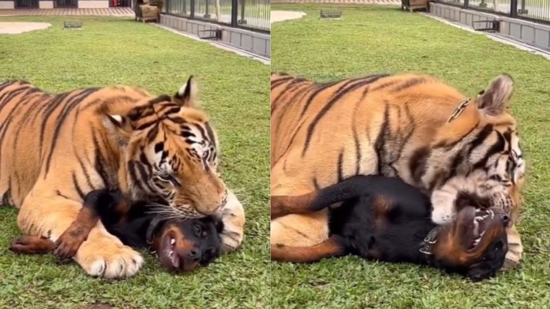 Tigre faz carinho em cachorro, mordendo, lambendo e colocando as patas em cima