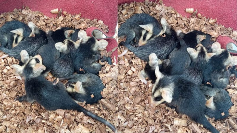 Filhotes foram colocados em uma cesta e levados Zool&oacute;gico de Balne&aacute;rio Cambori&uacute; – Foto: GAMF/Divulga&ccedil;&atilde;o/ND