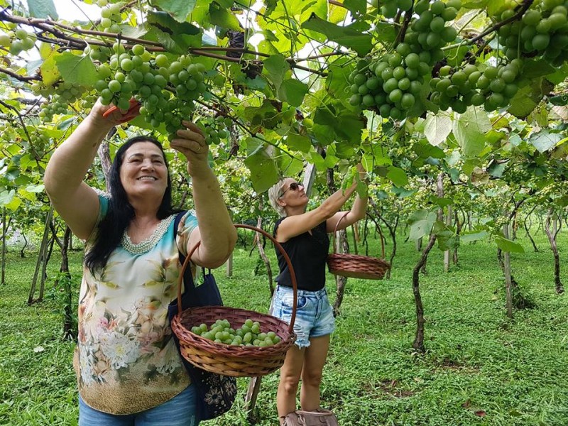 Uva Goethe de Urussanga: raridade mundial – Foto: Divulga&ccedil;&atilde;o