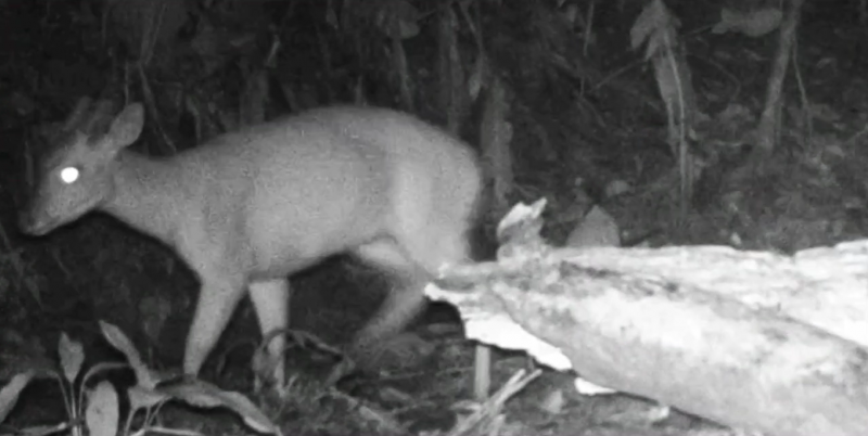 Registro fotográfico do animal que era considerado extinto em Criciúma