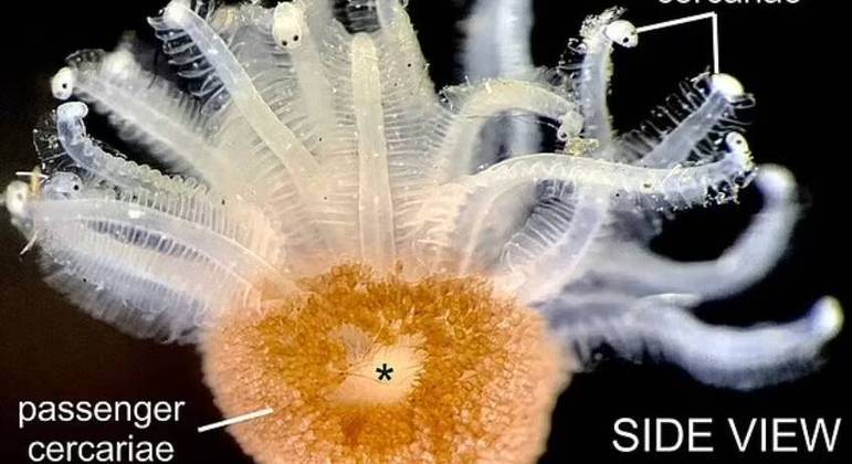 Criatura marinha estranha é descoberta