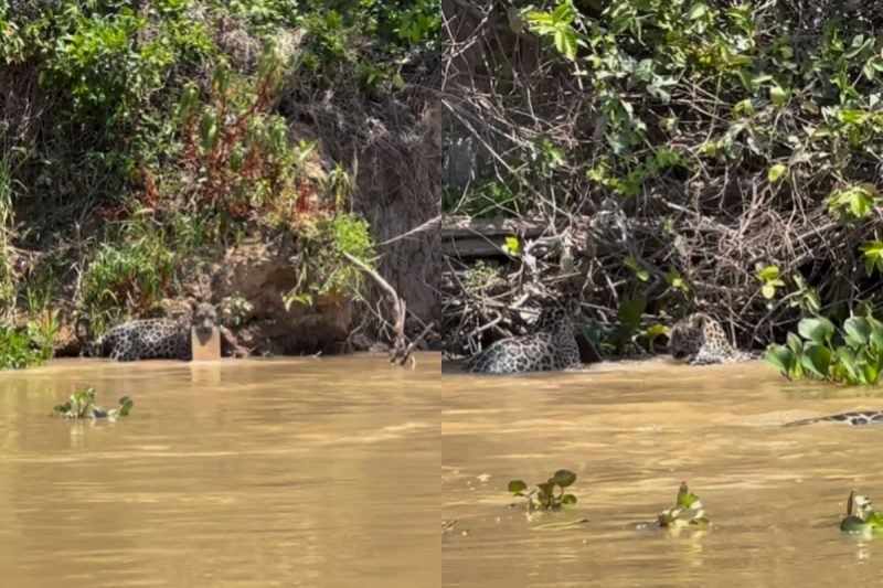 V&iacute;deo mostra detalhe quase impercept&iacute;vel – Foto: Reprodu&ccedil;&atilde;o/Redes Sociais/ND