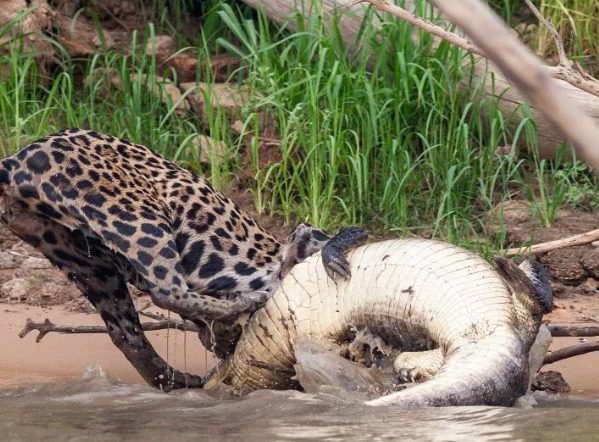 The jaguar established the sovereignty of guinea fowl.  – Photo: Wildlife/Reproduction/ND