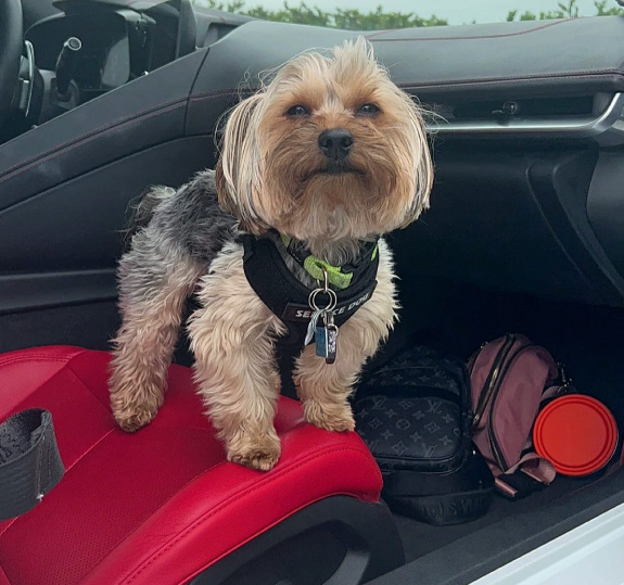 O vídeo viralizou na web após um cão da raça Yorkshire ter uma reação inusitada no encontro com um bebê